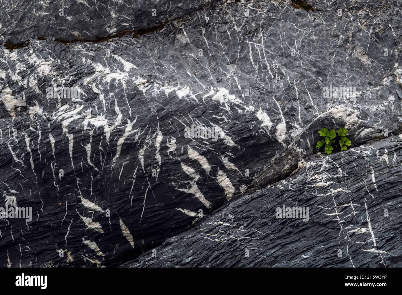 Rock patterns (Quartz and granite) with Beach lovage (Ligusticum scoticum) growing from a crack, St. Lunaire-Griquet, Newfoundland and Labrador NL, Ca Stock Photo