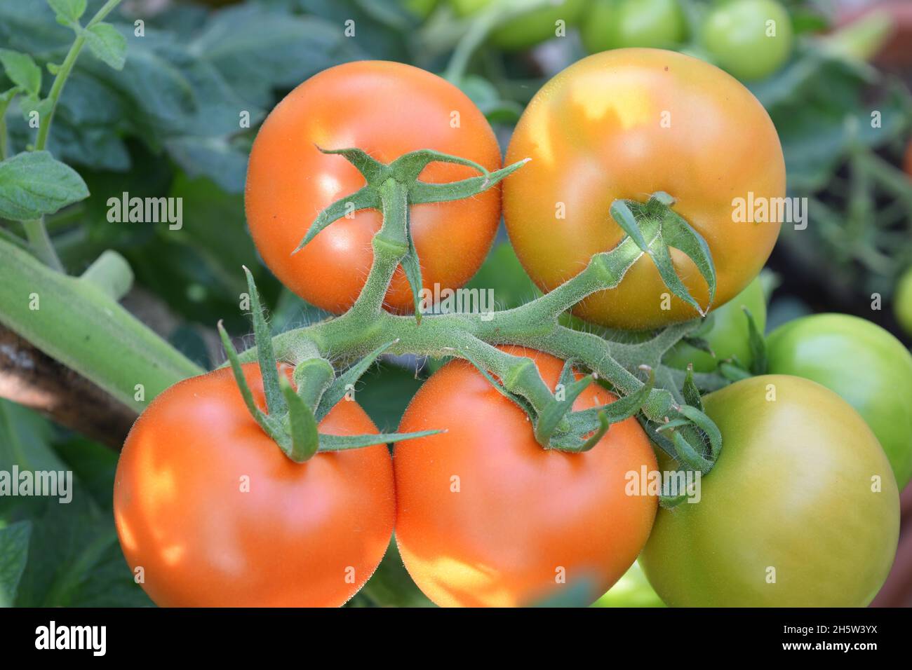 Close of Alicante Tomatoes ripening on the vine still on the plant. Stock Photo