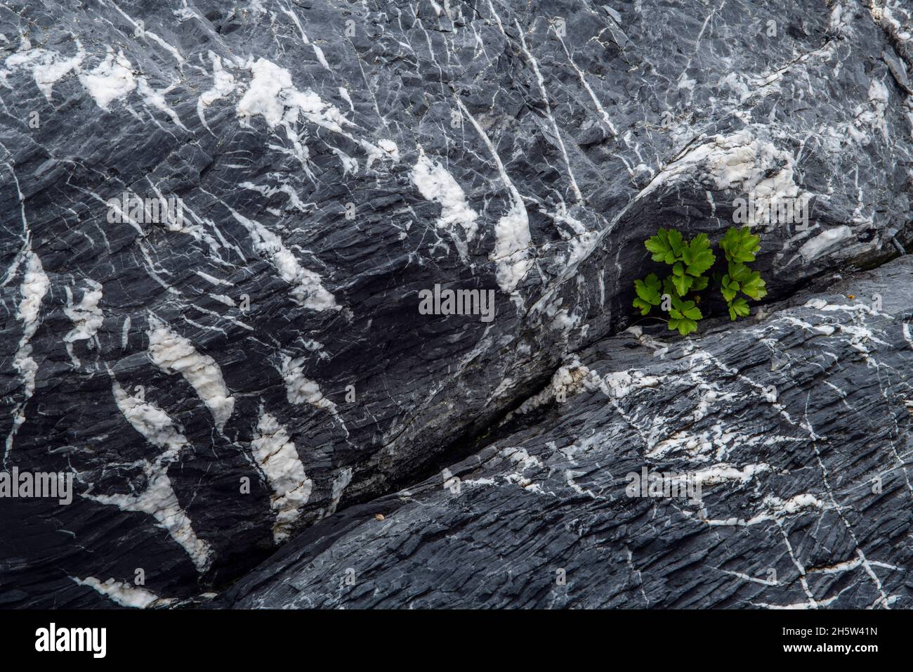 Rock patterns (Quartz and granite) with Beach lovage (Ligusticum scoticum) growing from a crack, St. Lunaire-Griquet, Newfoundland and Labrador NL, Ca Stock Photo
