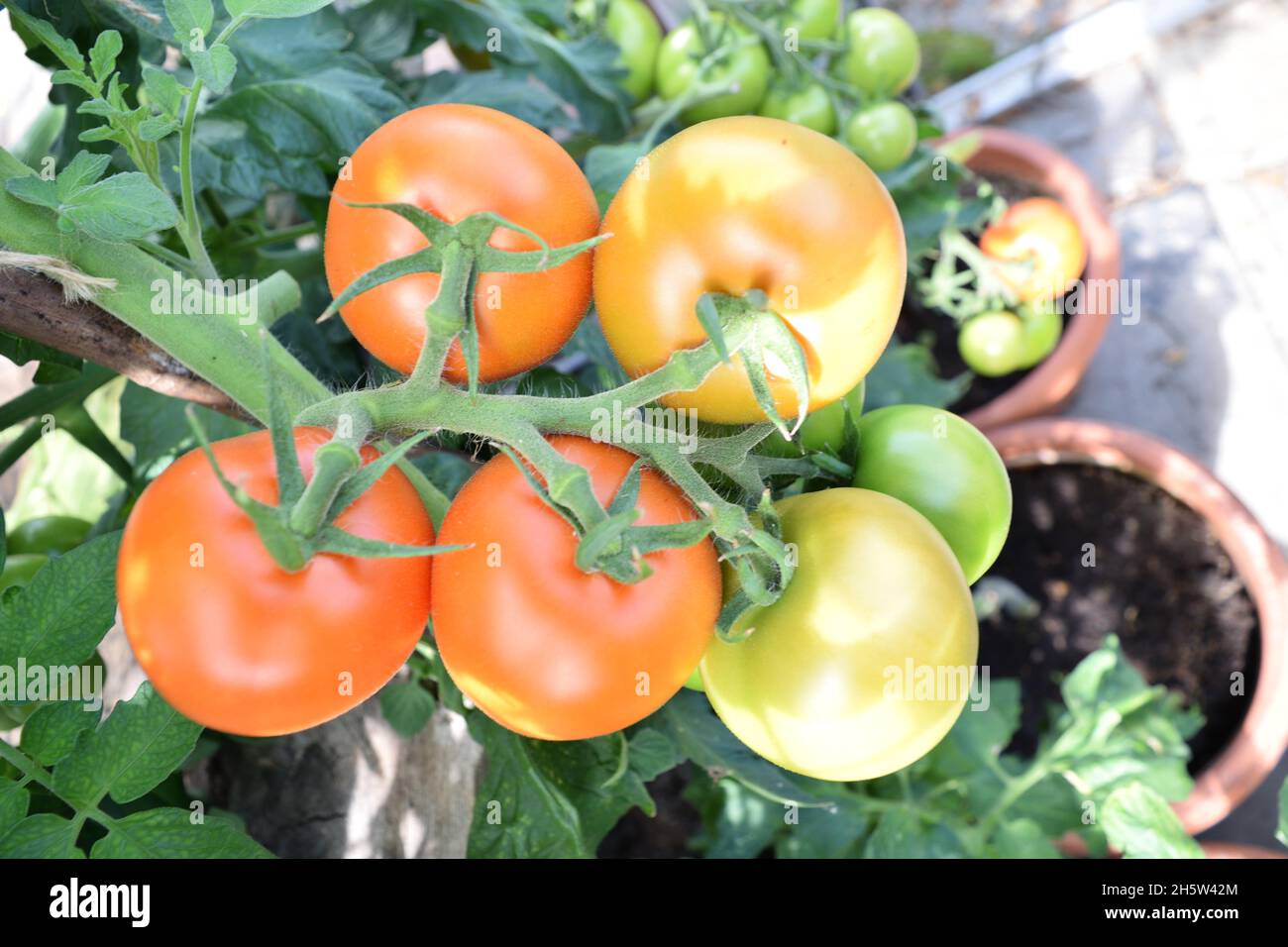 Alicante Tomatoes ripening on the Vine. Stock Photo