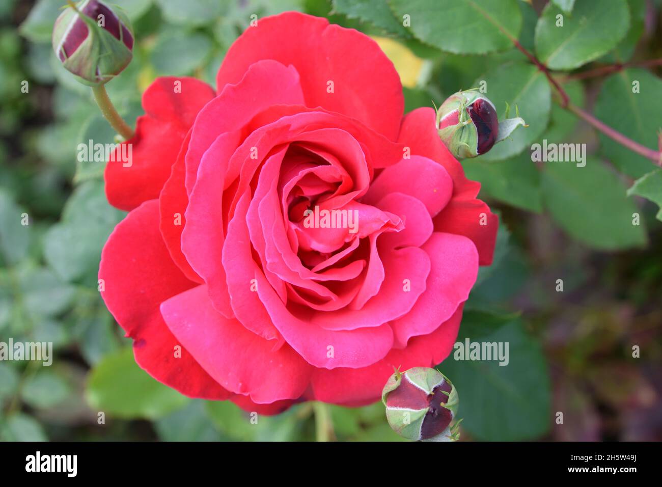 Closeup of Pink Rose single flower with leaves in background and buds. Stock Photo