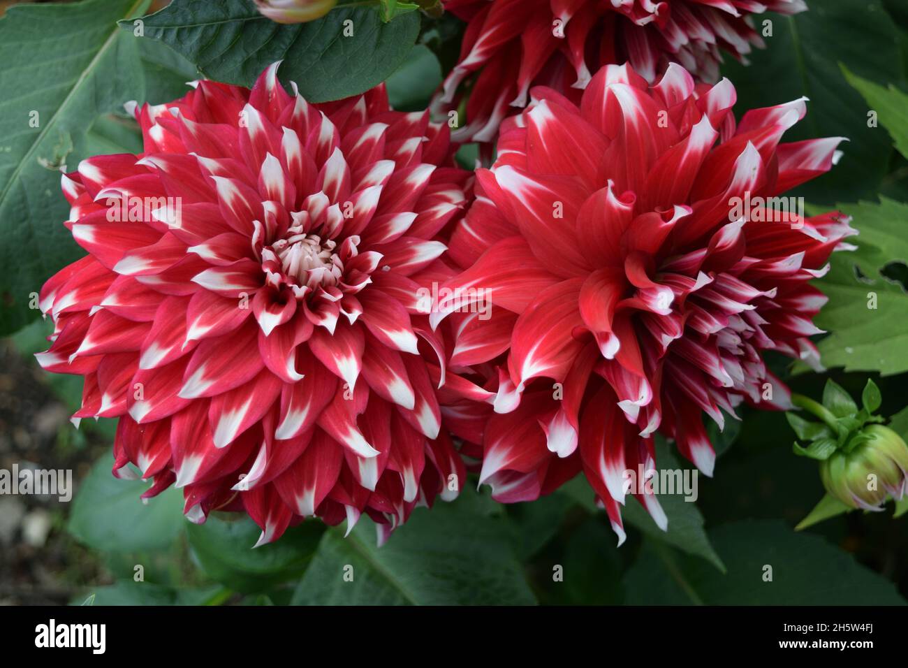 Dahlia Dinnerplate. Name Special X Factor. Closeup of two flowers with red petals with white tips. Stock Photo