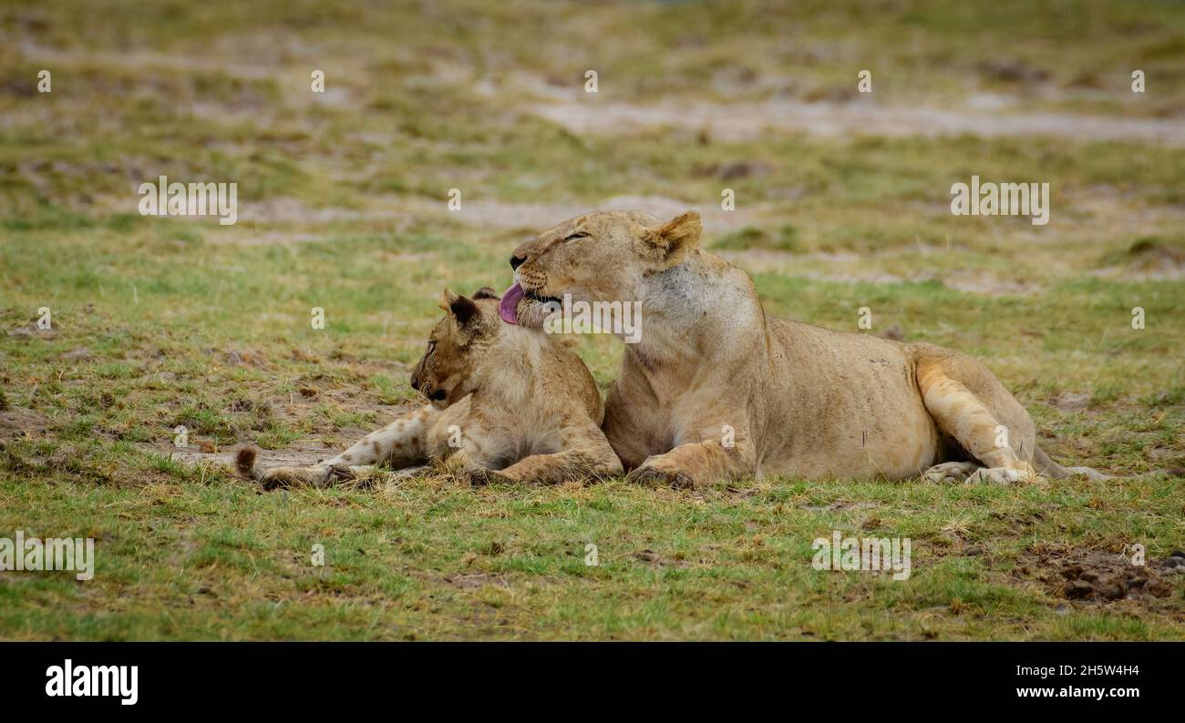 Narnia aslan hi-res stock photography and images - Alamy