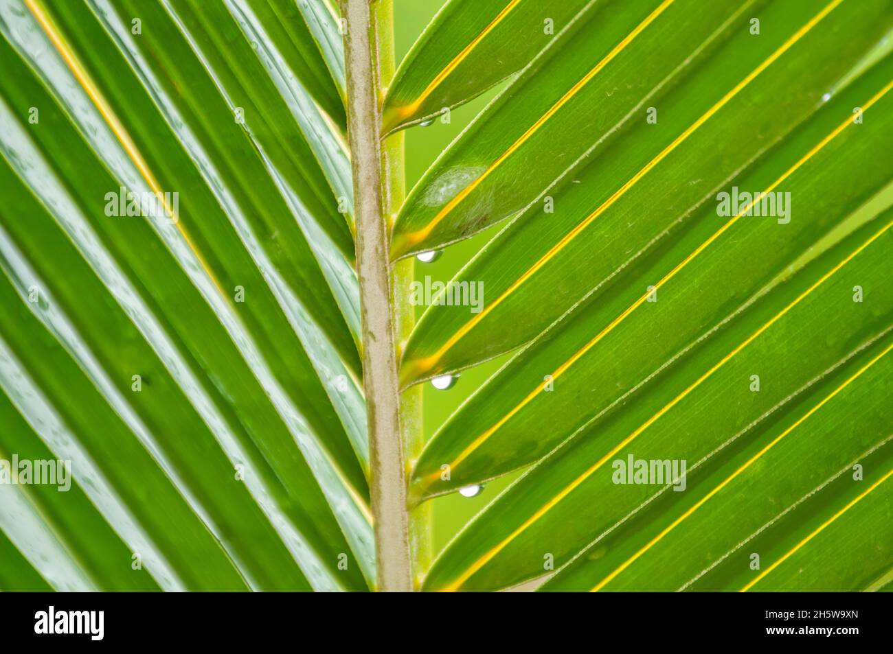 Water Drop On Tropical Palm Leaf, Light Green Foliage, Nature Background Stock Photo