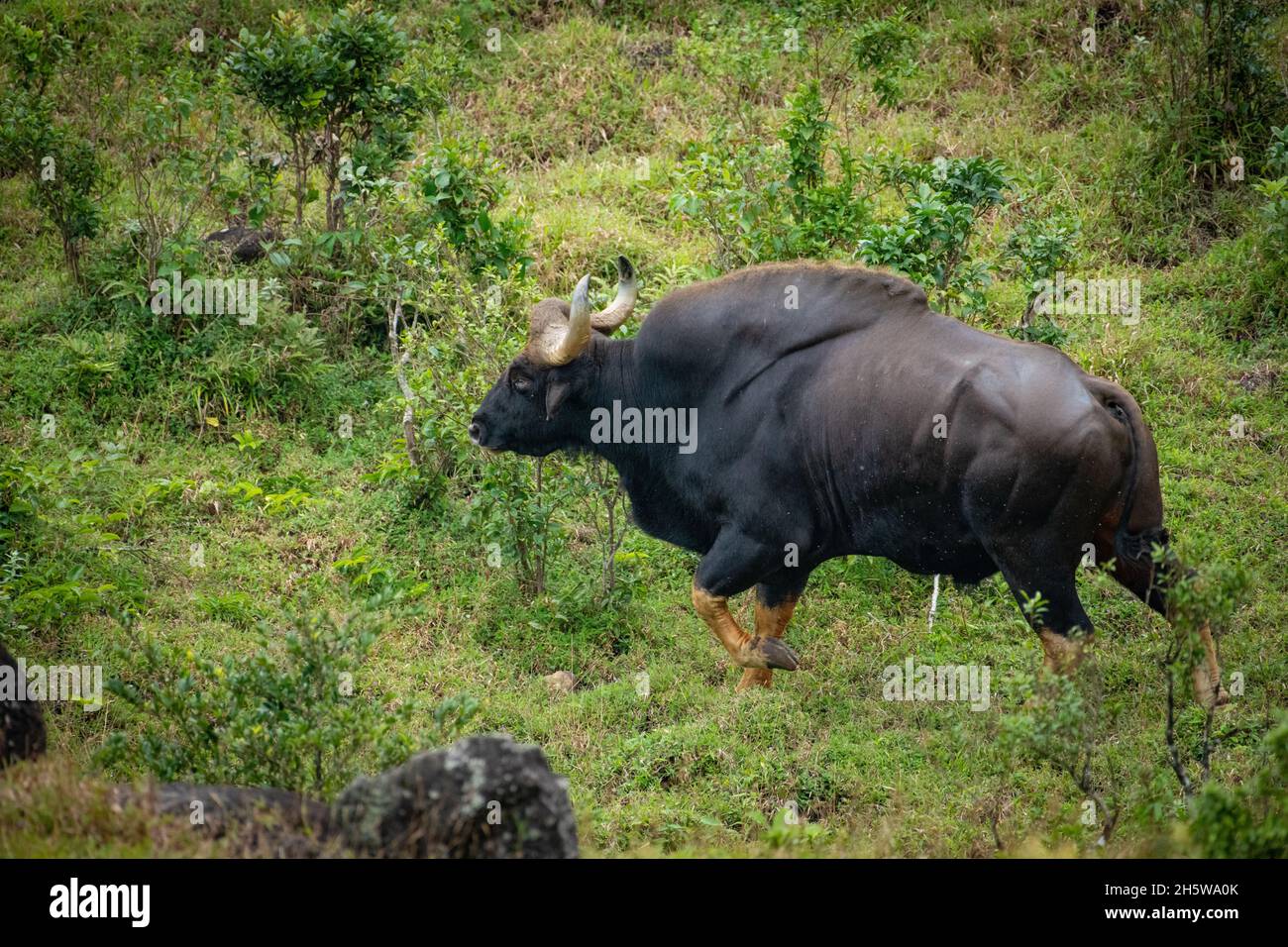 The gaur, also known as the Indian bison, is a bovine native to South and Southeast Asia Stock Photo