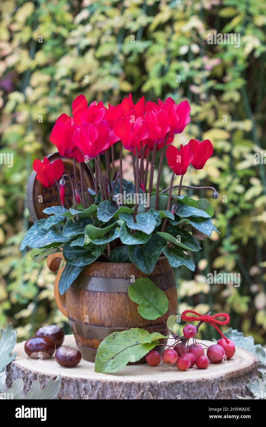 red cyclamen flower in wooden beer mug in autumn garden Stock Photo