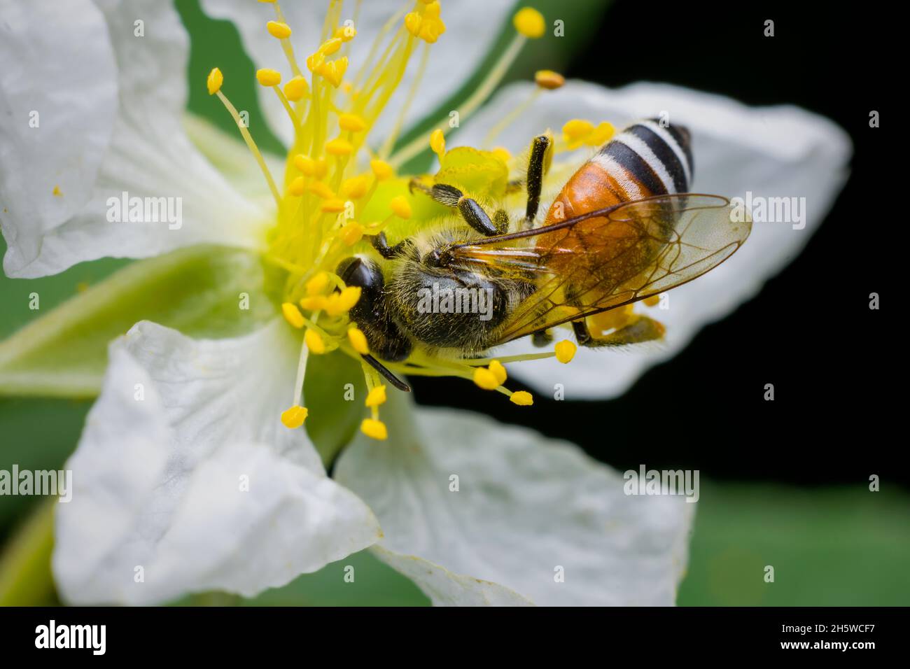 Honey bee getting nectar from jamaican cherry flower. Used selective focus. Stock Photo