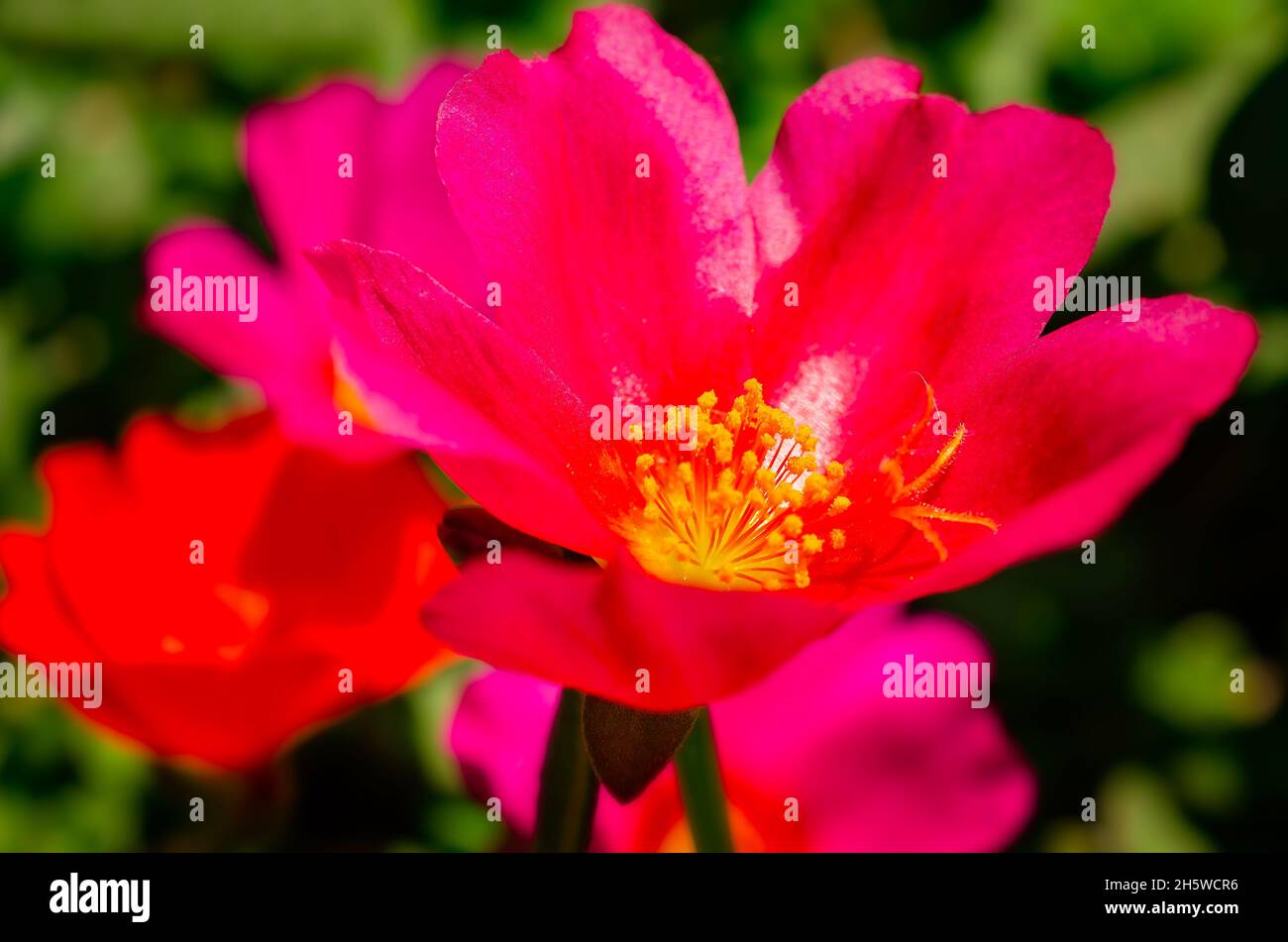 Purslane (Portulaca umbraticola) blooms in a container, May 15, 2016, in Coden, Alabama. The purslane is a perennial succulent. Stock Photo