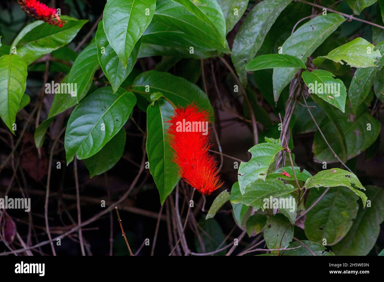 plant known as monkey brush in a garden in rio de janeiro. Stock Photo