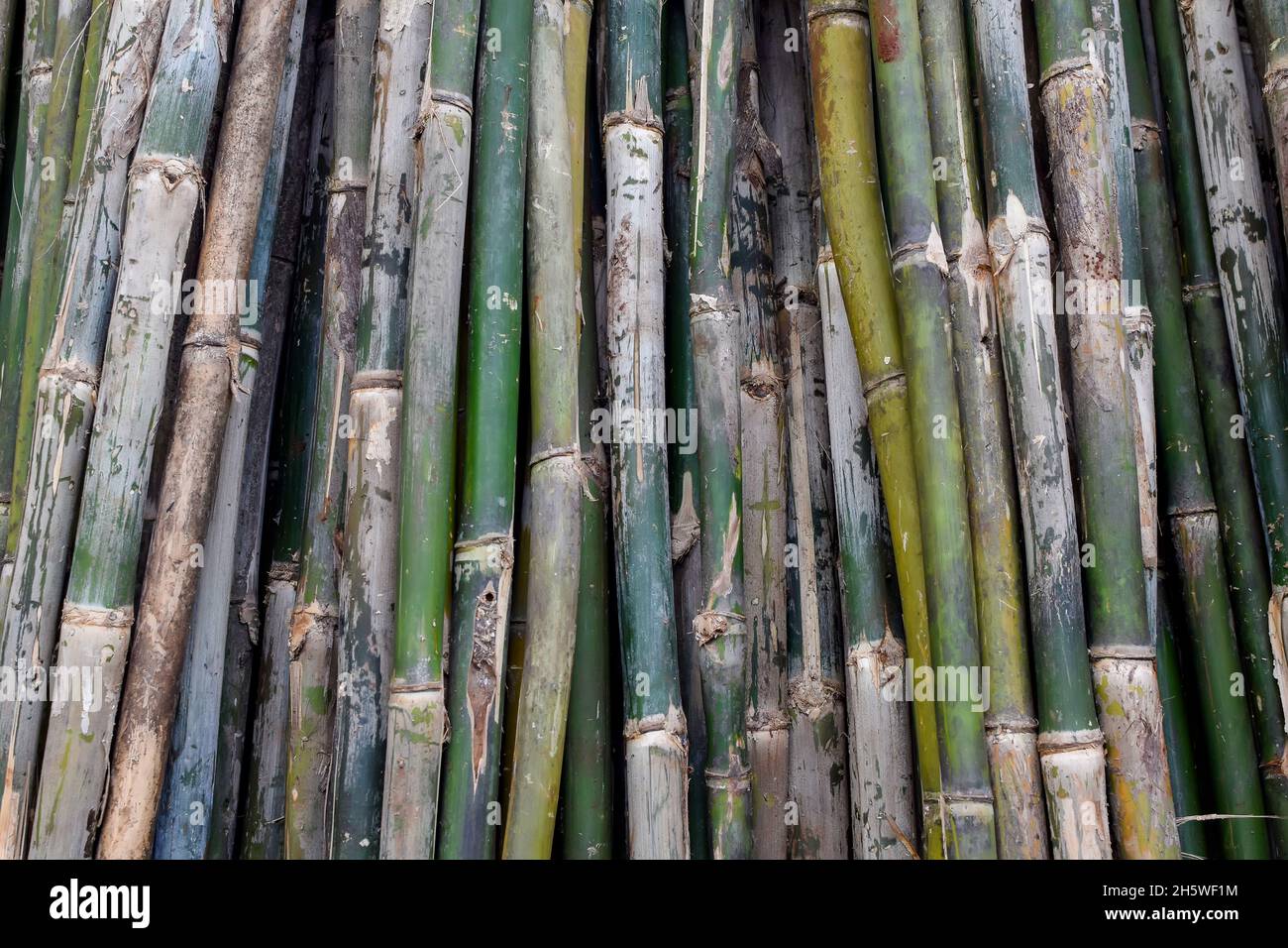 Harvested bamboo at market kept standing for selling. Used selective focus. Stock Photo