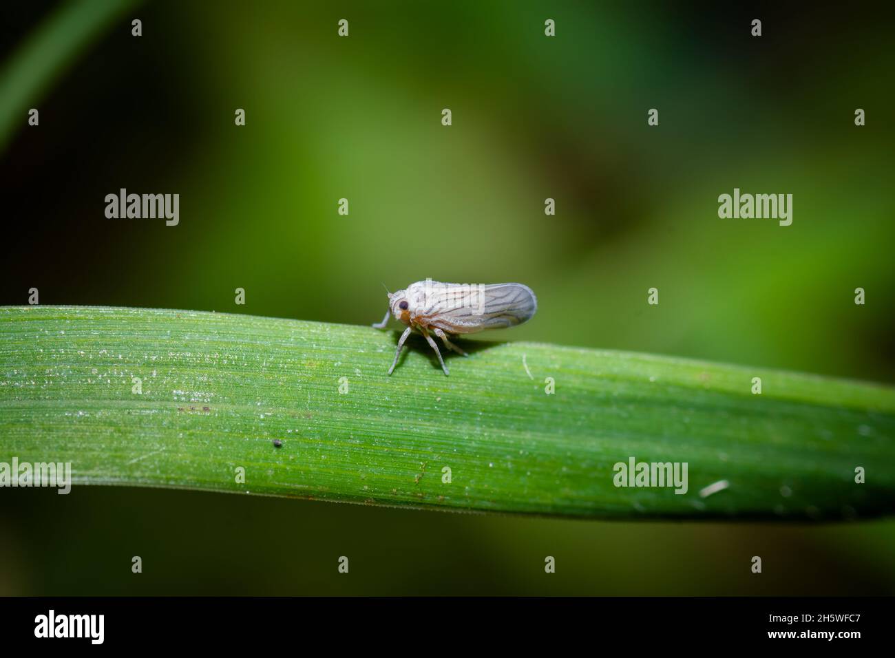 White backed plant hopper on the leaf of plant. This is the insect pest of rice crop. Used selective focus. Stock Photo