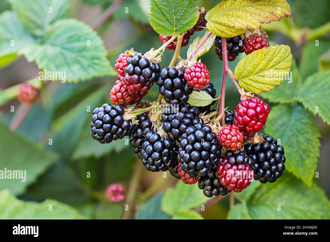 https://c8.alamy.com/comp/2H5WJ6E/black-ripe-and-red-ripening-blackberries-on-green-leaves-background-rubus-fruticosus-closeup-of-bramble-branch-bunch-of-yummy-sweet-summer-berries-2H5WJ6E.jpg