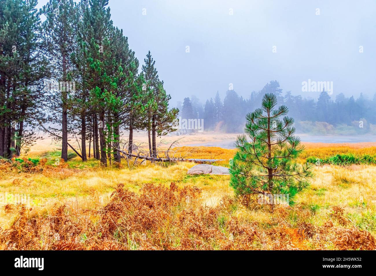 Fog fills the a golden meadow area and surrounds the pine trees in Autumn, near Big Bear Lake, California Stock Photo
