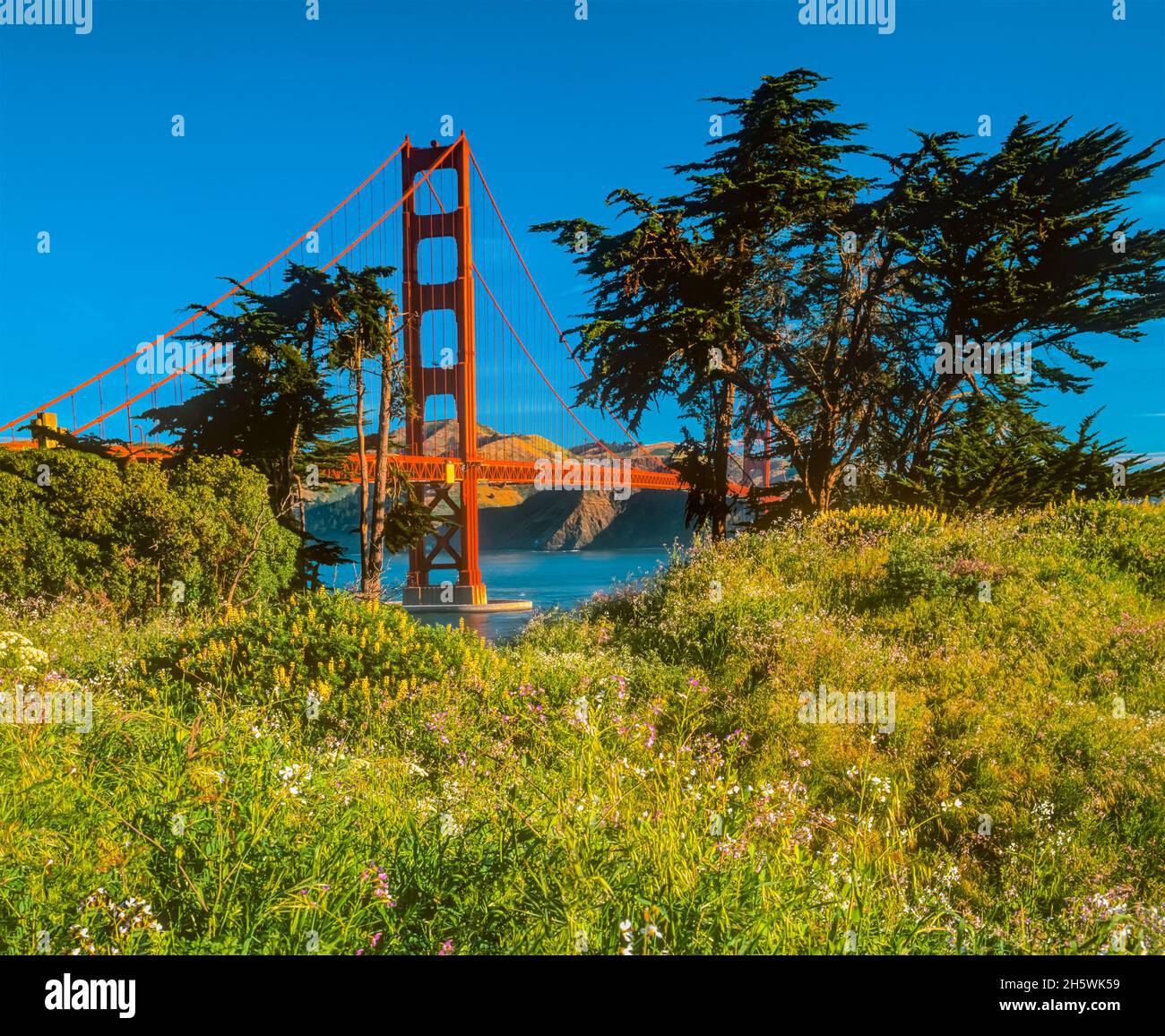 Golden Gate Bridge peeks out between the Cypress trees and abundant flowers in San Francisco, California, above the San Francisco Bay. Stock Photo