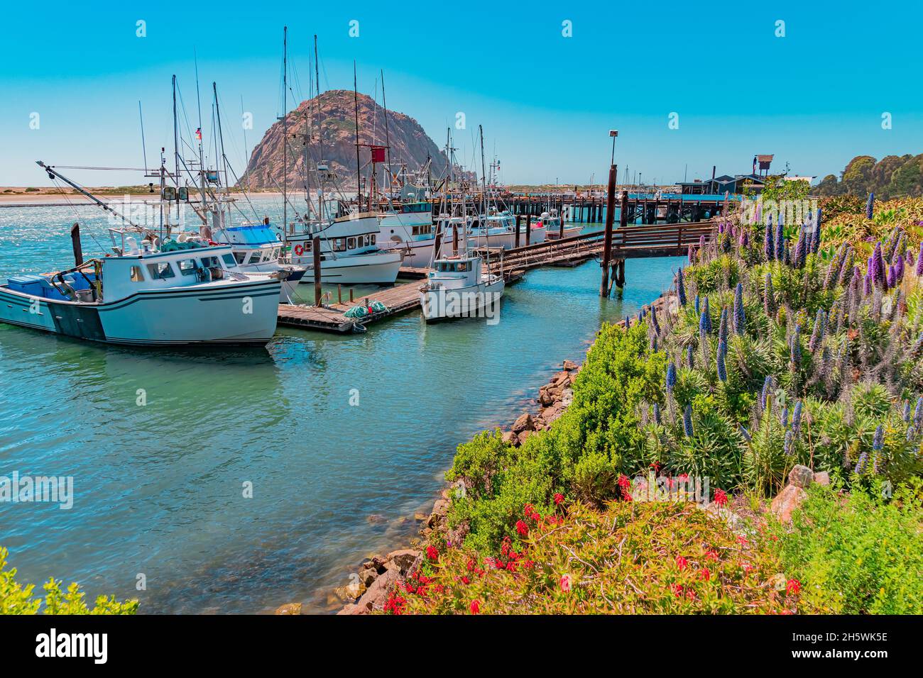 Morro Rock sits in the Morro Bay Harbor with fishing boats and a wharf next to it. Spring flowers line the shoreline of Morro Bay, California and the Stock Photo