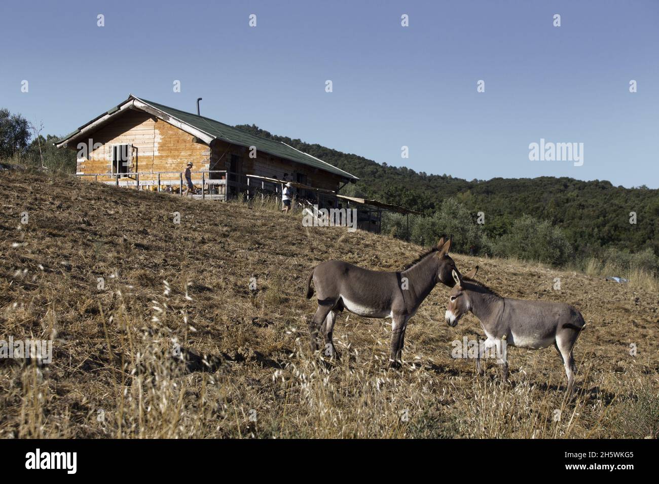 Wooden Animals Donkeys High Resolution Stock Photography and Images - Alamy