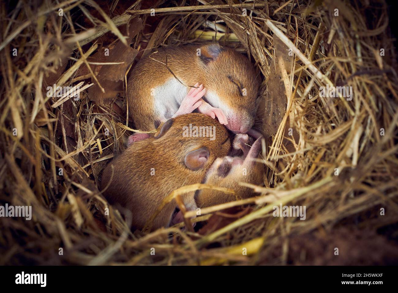 Baby mice sleeping in nest in funny position (Mus musculus Stock Photo