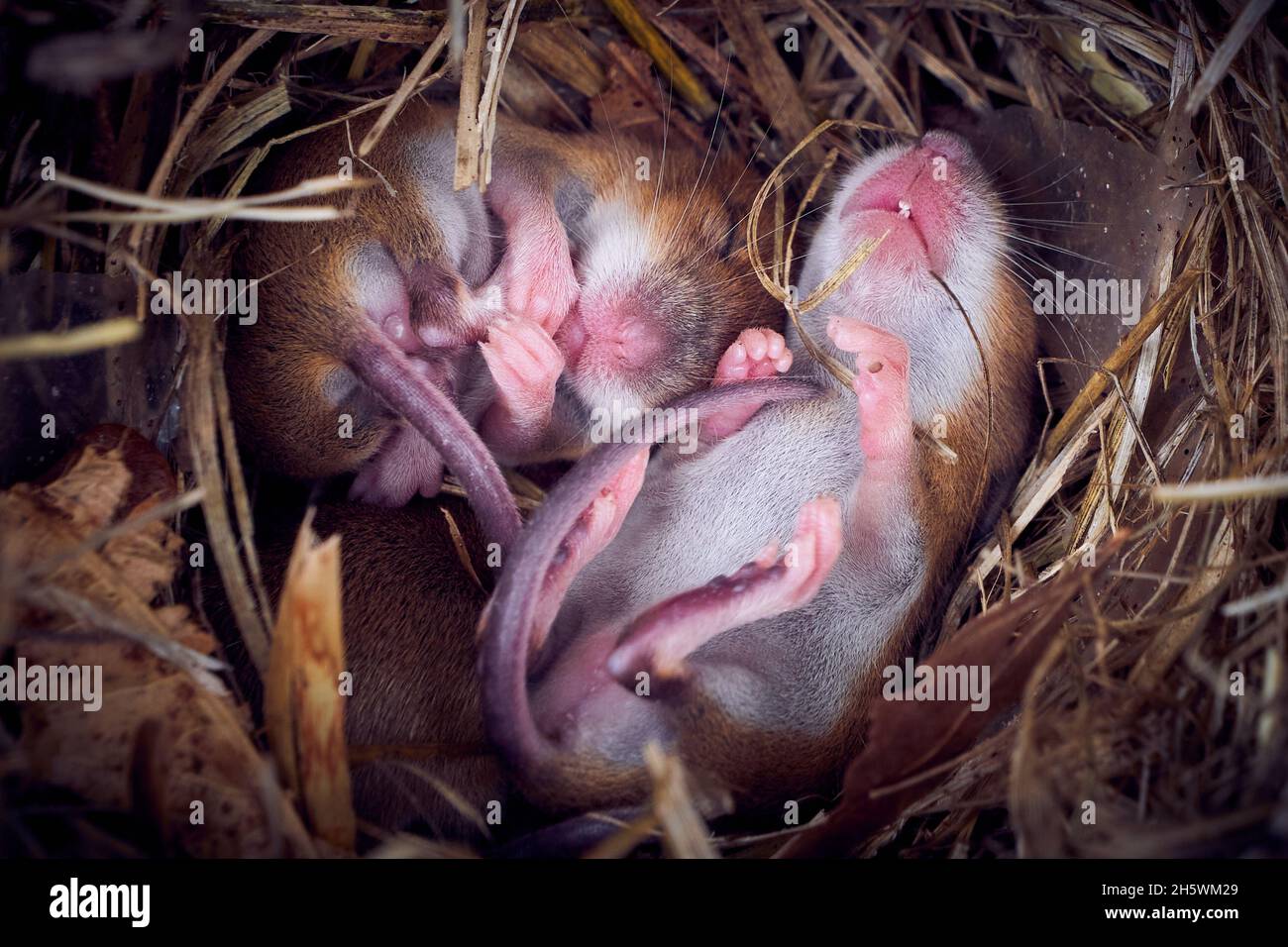 Baby mice sleeping in nest in funny position (Mus musculus Stock Photo ...