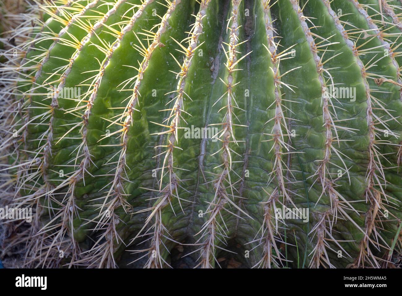 cactus needles close up for background and texture use Stock Photo - Alamy