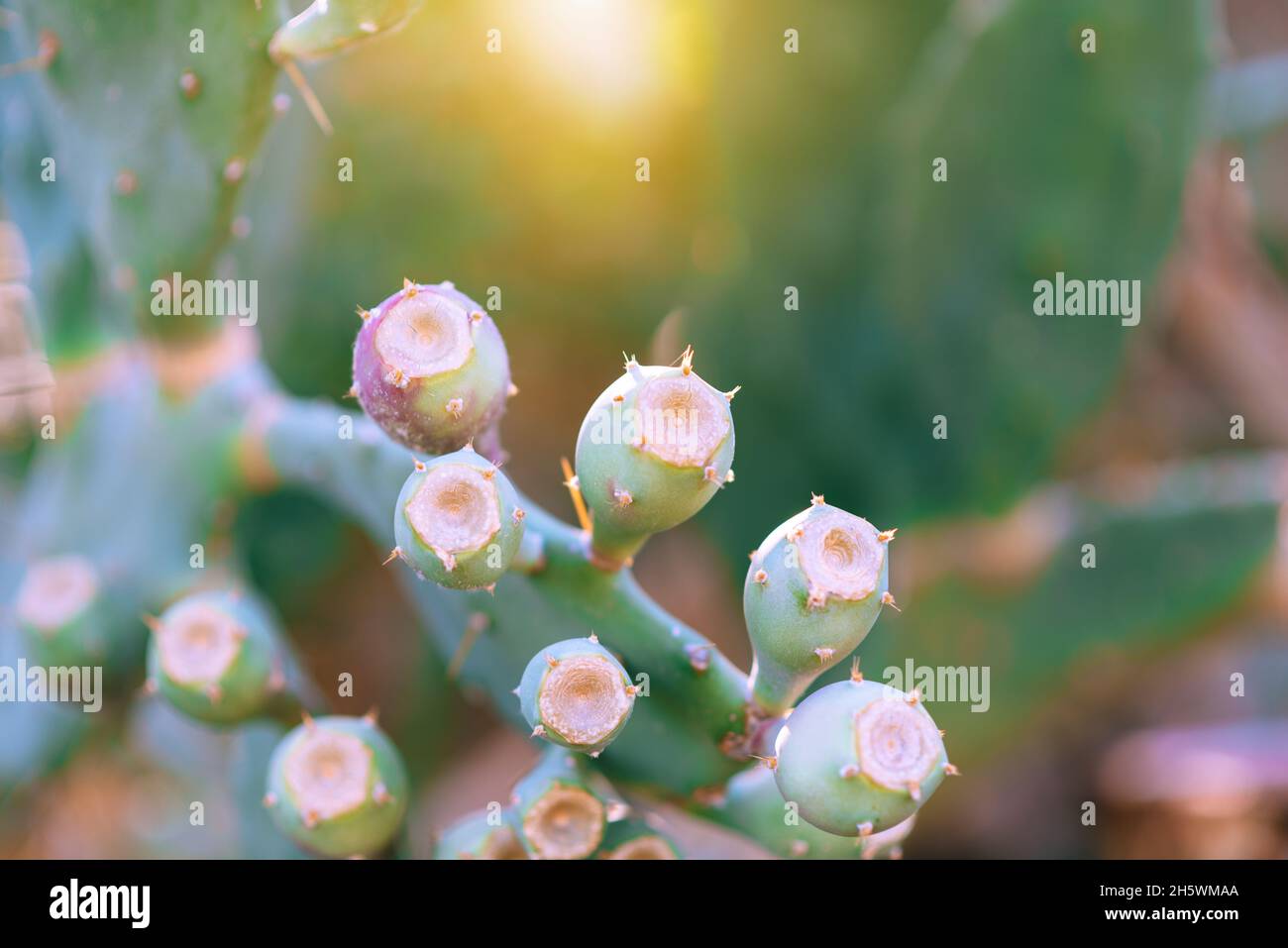 Green prickly pear cactus opuntia with fruits at sunset background. Stock Photo