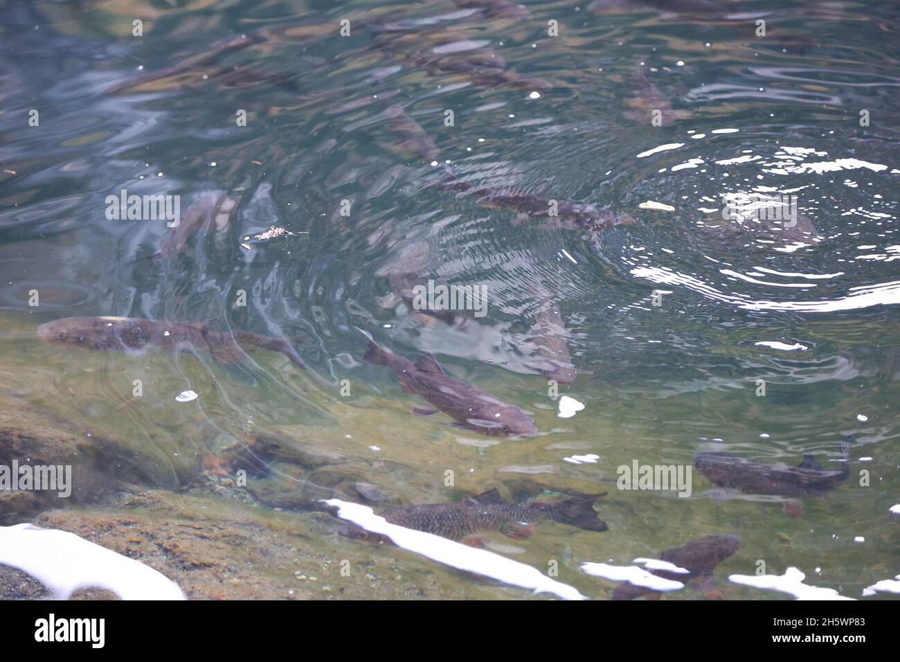 Fischschwarm im See, natue river with a lot of freshwater fishes, Fische im Piburger See, Tirol Stock Photo