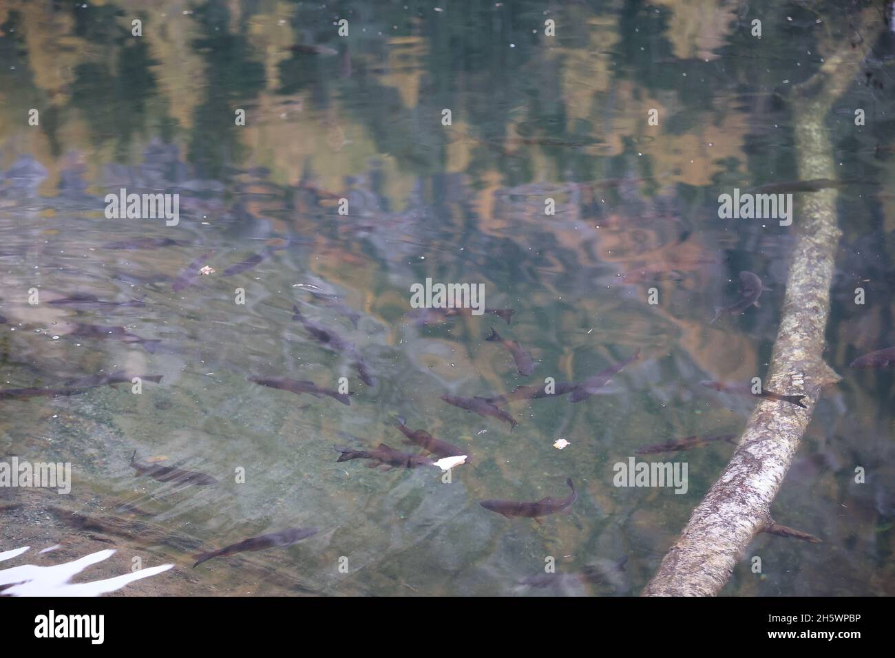 Fischschwarm im See, natue river with a lot of freshwater fishes, Fische im Piburger See, Tirol Stock Photo