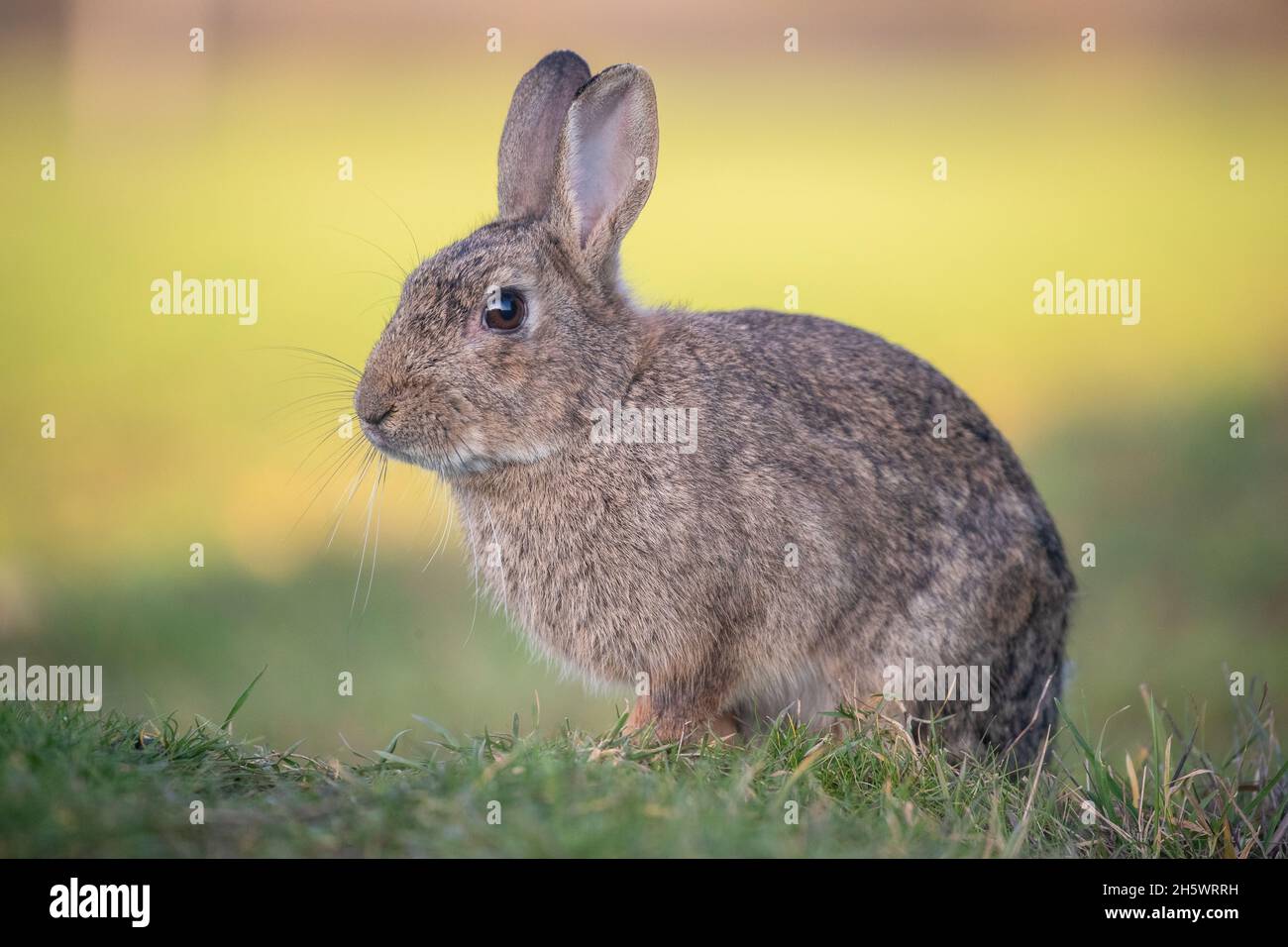 A  close up of a young Rabbit sitting on a natural but bright coloured background. Suffolk, UK Stock Photo