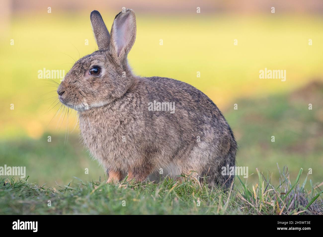 A  close up of a young Rabbit sitting on a natural but bright coloured background. Suffolk, UK Stock Photo