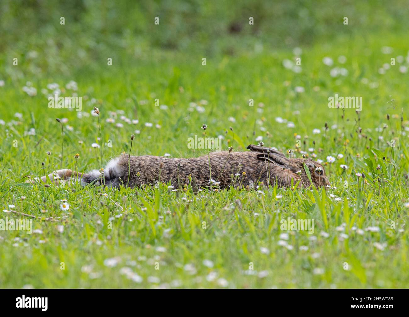 A Brown Hare,  laying down,  stretched out sleeping in the sun in a field of daisies Stock Photo