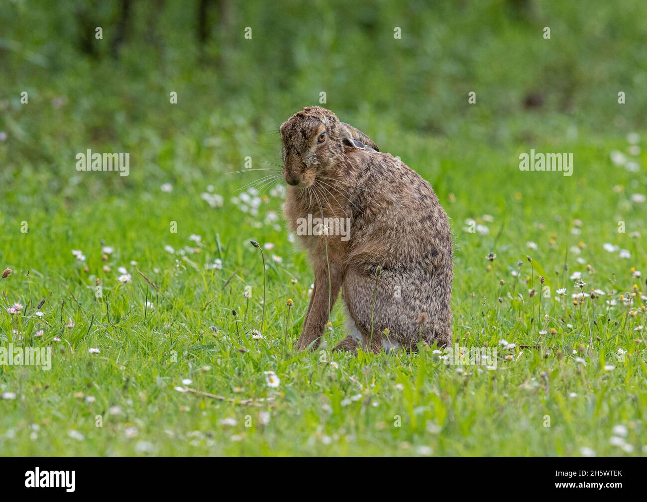 A Brown Hare in a strange upright position , looking down his nose at the camera . In a meadow amongst the daisies. Suffolk, UK Stock Photo