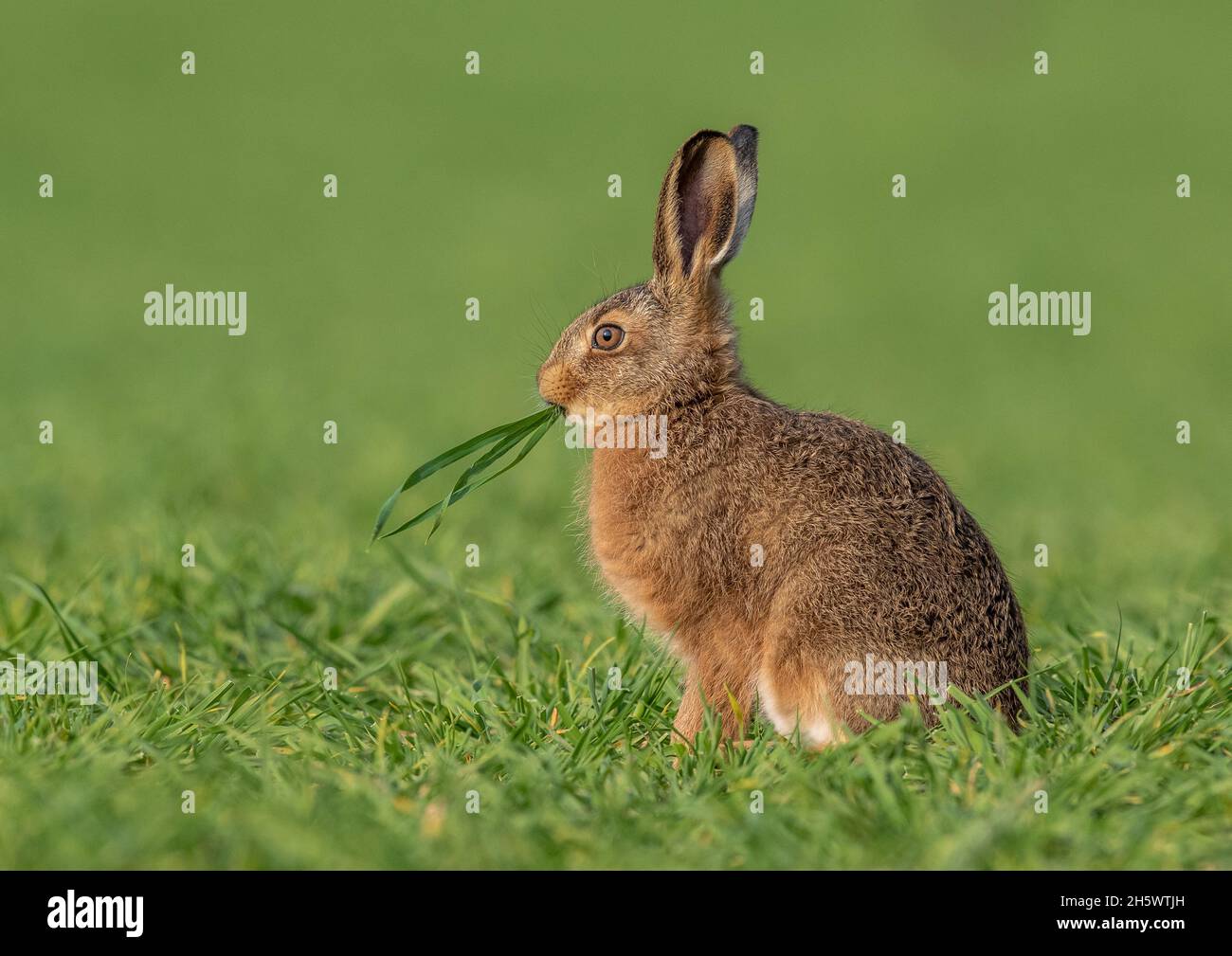 A young Brown Hare (Lepus europaeus )l everet caught in the act with a mouthful of the farmers wheat . Suffolk, UK Stock Photo