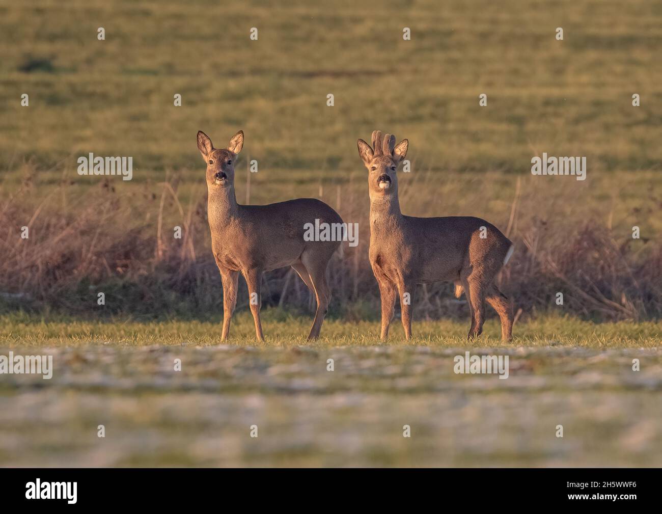 A pair of male Roe Deer (Capreolus capreolus) alert and watching  in the  snow covered fields of a Suffolk Farm . UK Stock Photo