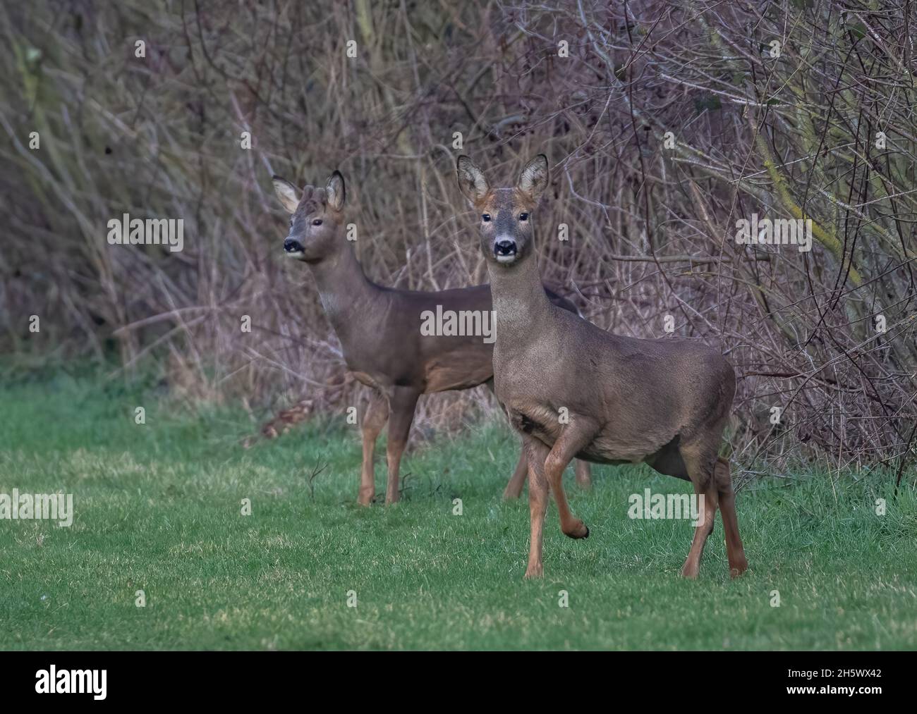 Two Roe Deer , buck and a  doe , standing alert by a farm hedge . Suffolk UK Stock Photo
