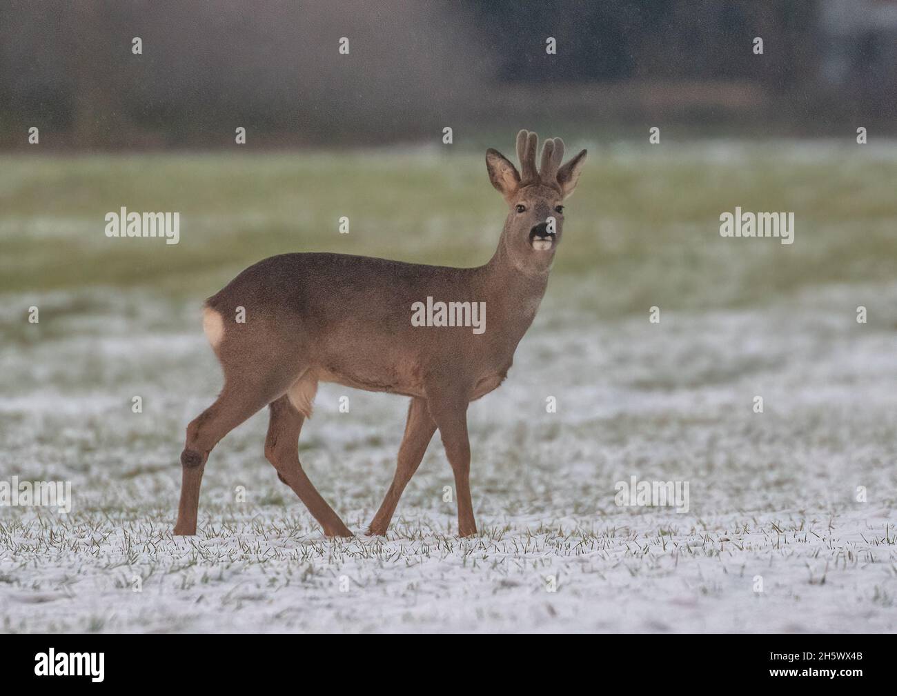 A male Roe Deer (Capreolus capreolus) standing in the  snow covered fields of a Suffolk Farm . UK Stock Photo