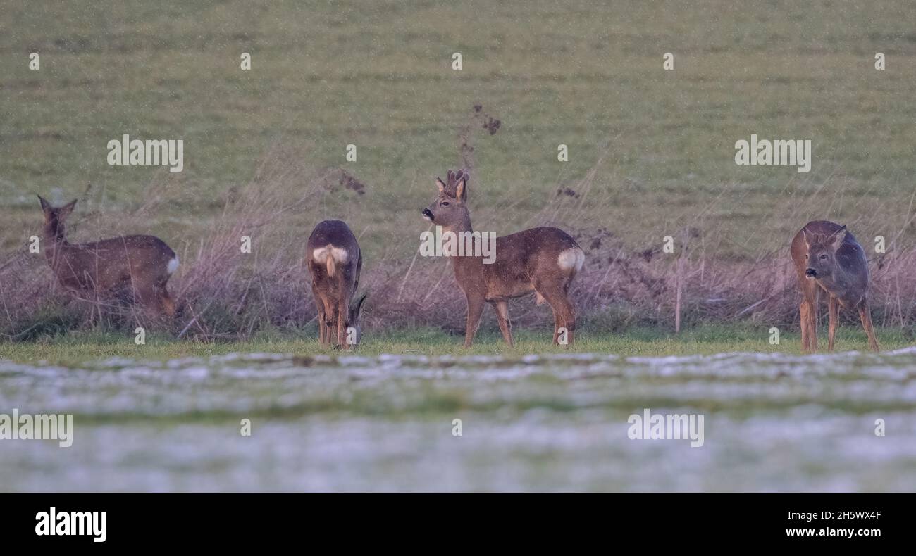Four Roe Deer (Capreolus capreolus) feeding  in the  snow covered fields of a Suffolk Farm . UK Stock Photo