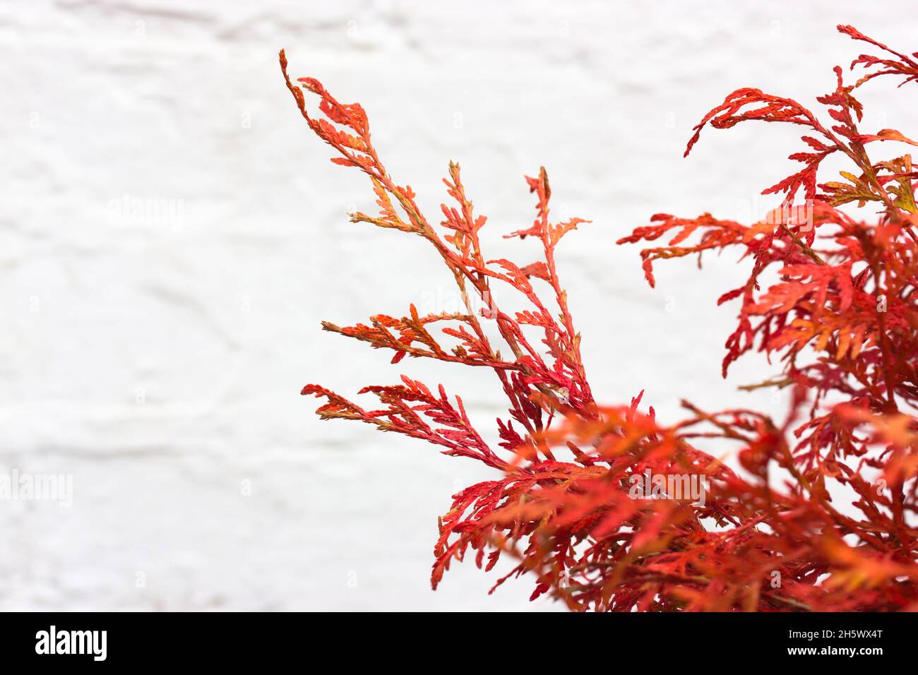 Thuja, tuja biota orientalis Morgan red branches on white background copy space. Popular ornamental coniferous evergreen Christmas plant. Platycladus Stock Photo