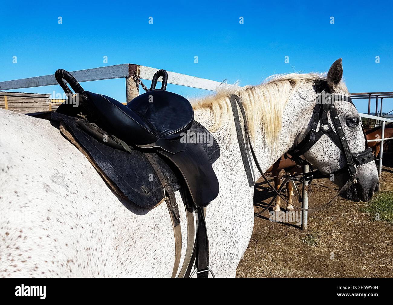 Leather saddle with belts on a horse back Stock Photo
