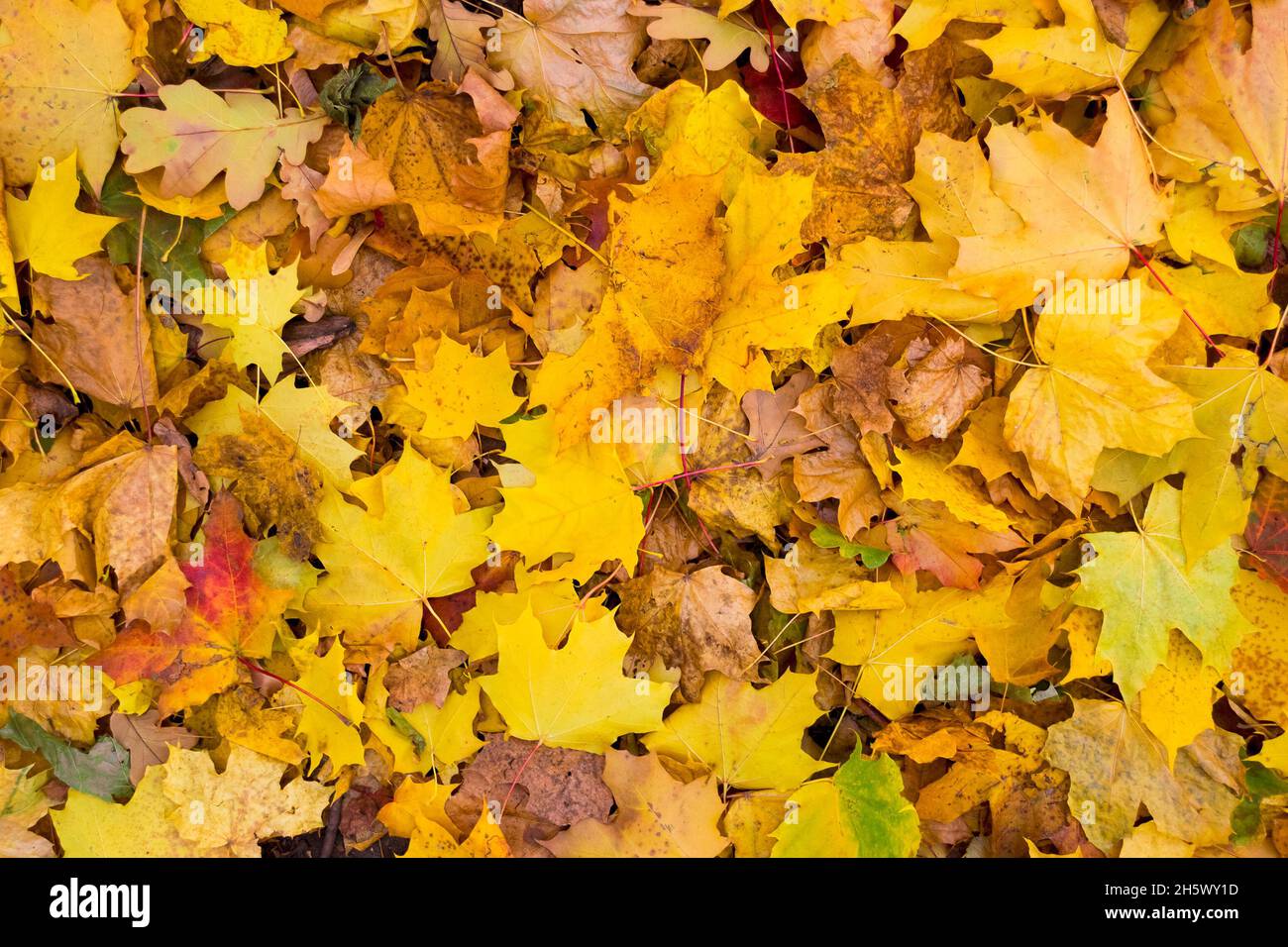 Maple leaves. Golden autumn pattern background Stock Photo - Alamy
