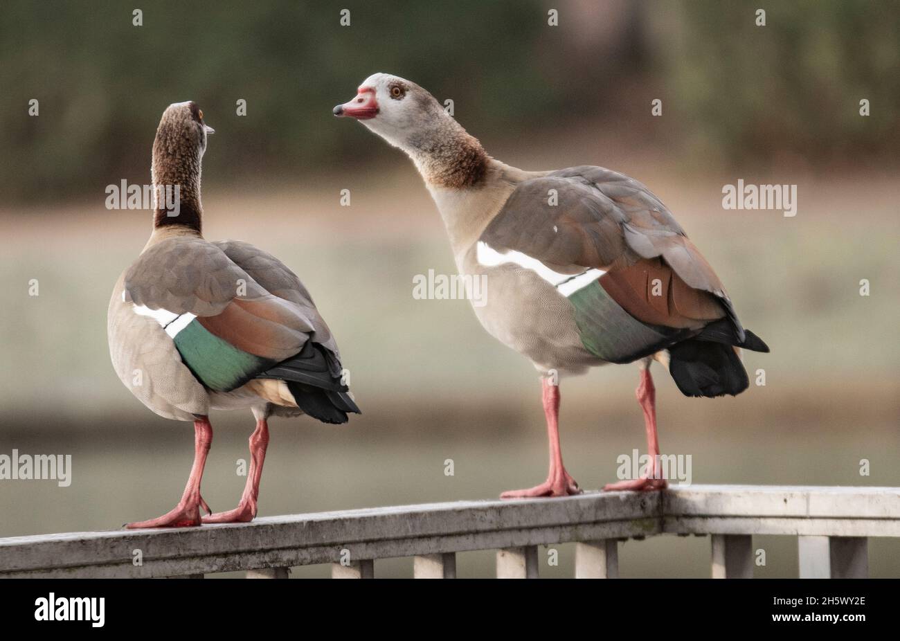 Gänse am See Stock Photo - Alamy