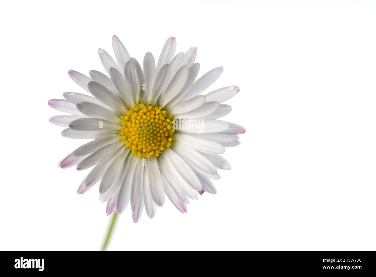 Macro detail of a Bellis Sylvestris wild daisy isolated on white background Stock Photo