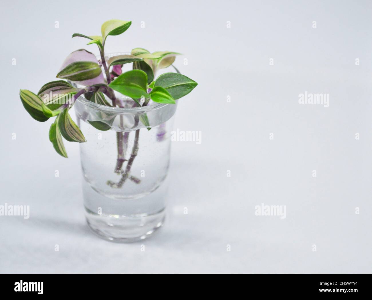 Tradescantia Albiflora tricolor plant cuttings sitting in a glass of water, waiting for roots to form - set against a white background with copy space Stock Photo