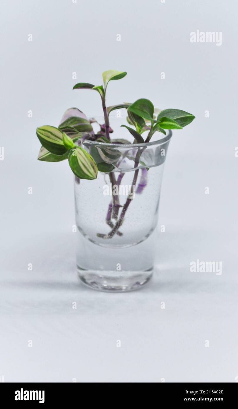 Tradescantia Albiflora tricolor plant cuttings sitting in a glass of water, waiting for roots to form - set against a white background with copy space Stock Photo