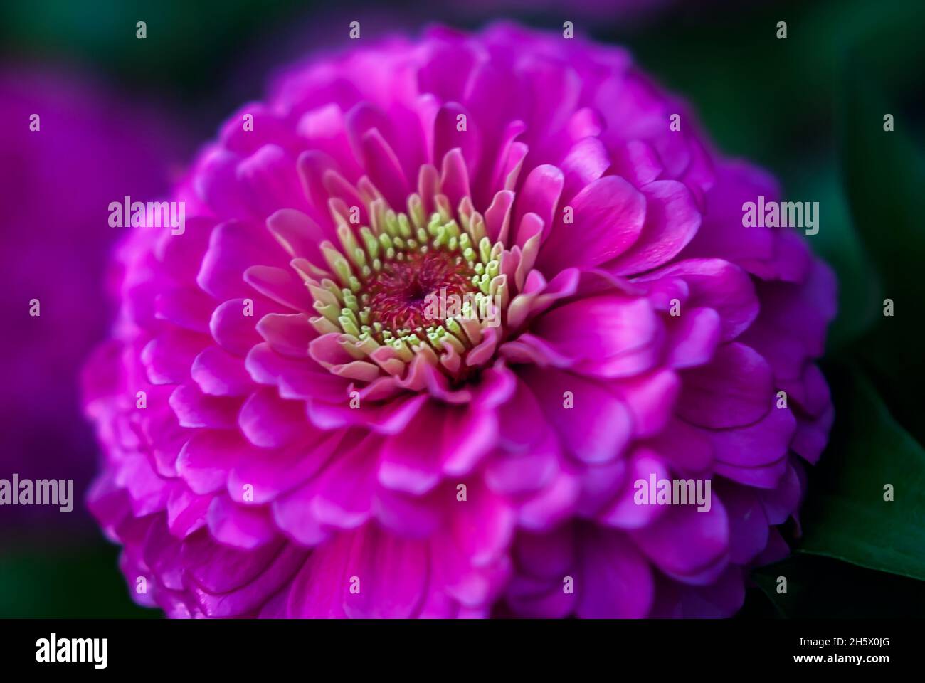 Common zinnia (Zinnia elegans) is pictured, July 9, 2011, in Columbus, Mississippi. Zinnias are native to Mexico and were first collected in 1789. Stock Photo