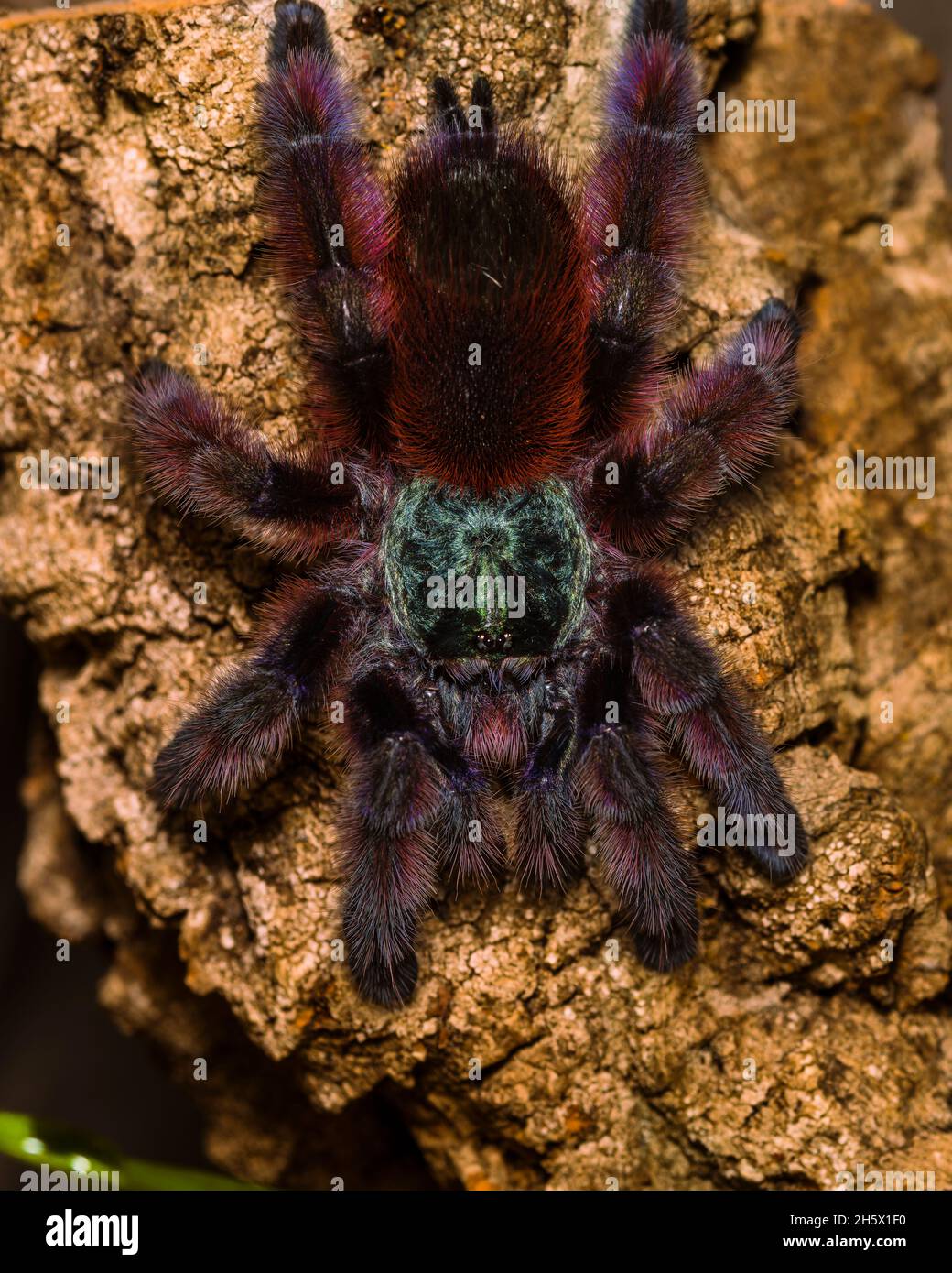 Caribena versicolor (ex avicularia versicolor, Martinique tree