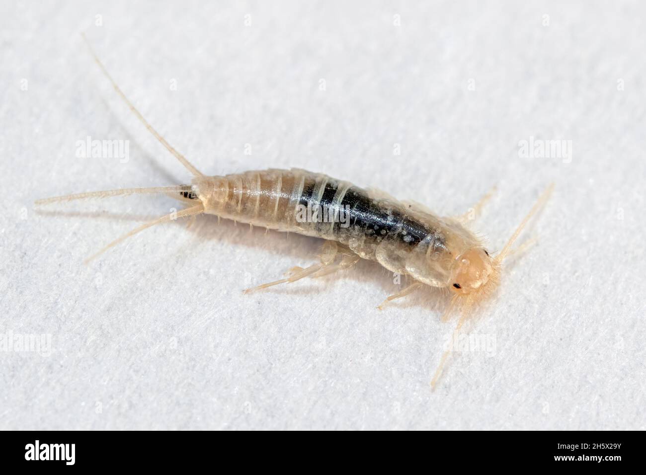 Silverfish in extreme close-up macro on white paper Stock Photo
