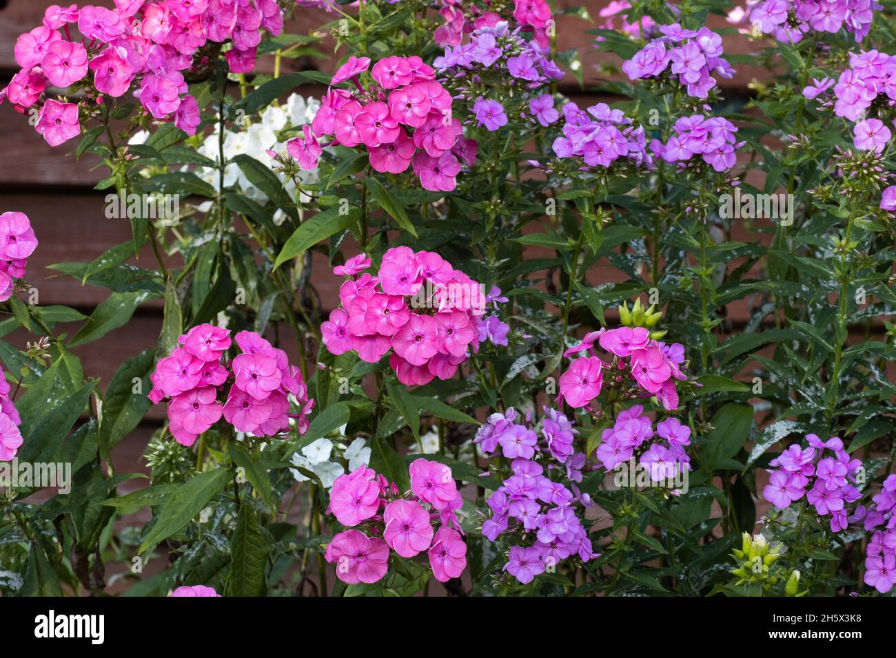 Pinkish Phloxes by a reddish wooden wall in European garden. Stock Photo
