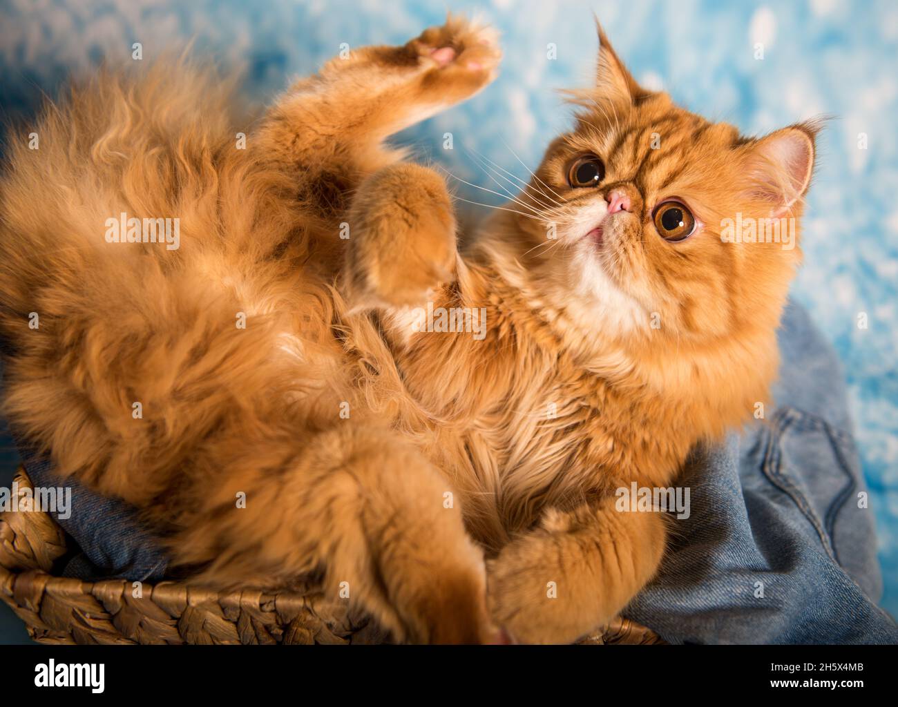 Cute Persian cat on a blue Christmas in snow background Stock Photo
