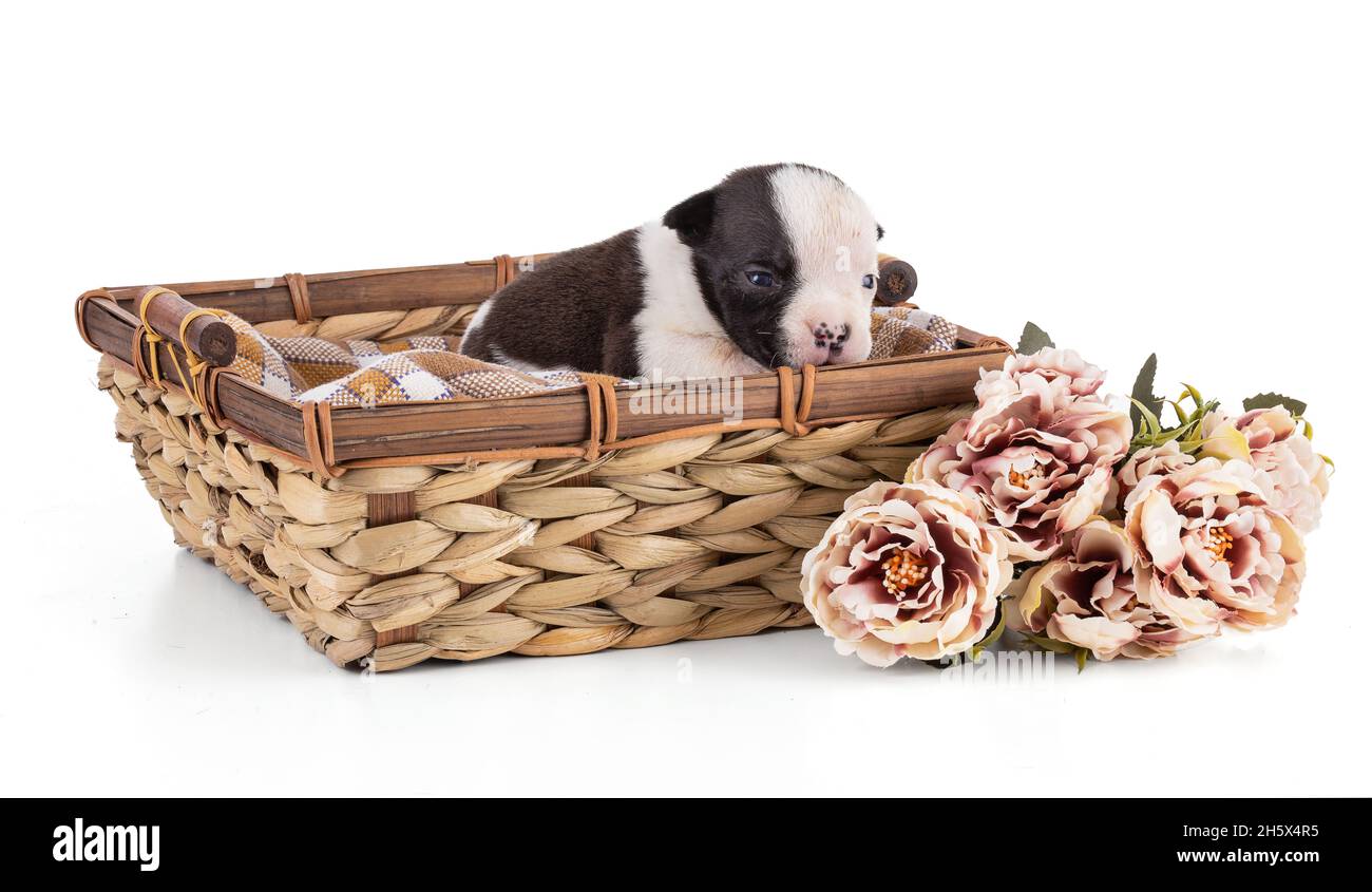 Portrait of american bully 3 week old puppy in a wicker basket on white  background Stock Photo - Alamy