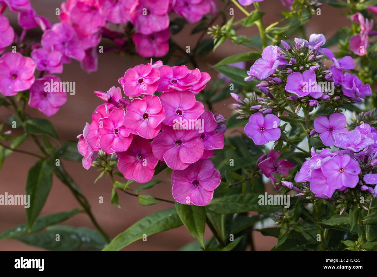 Close-up of different color variations of Phloxes in European garden. Stock Photo