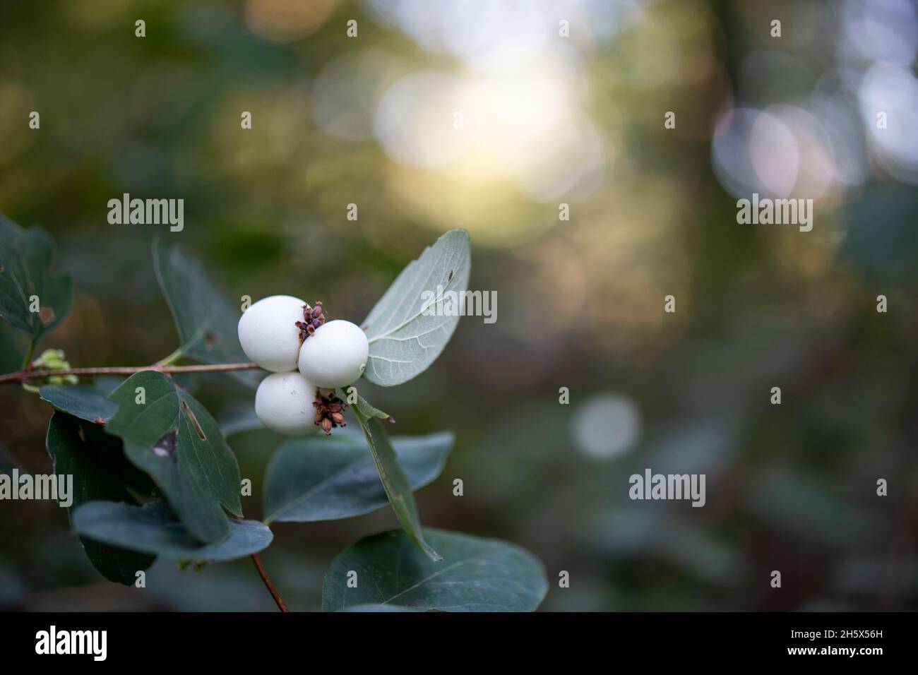 Closeup of Symphoricarpos albus. Common snowberry. Stock Photo
